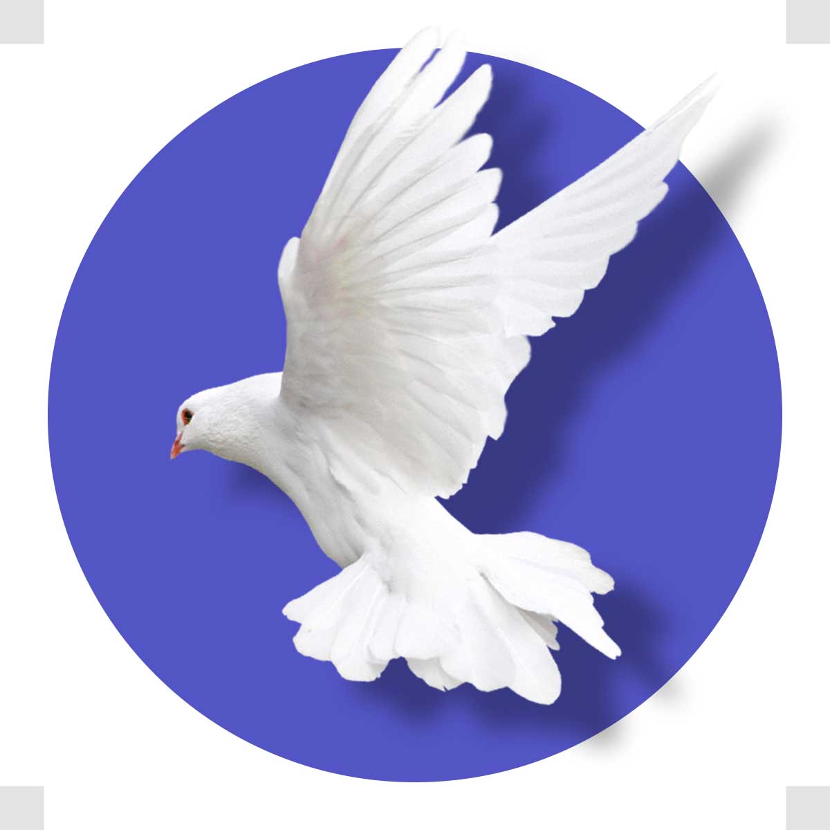 عکس دوربری کبوتر