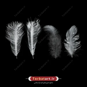 عکس با کیفیت پر سفید پرنده